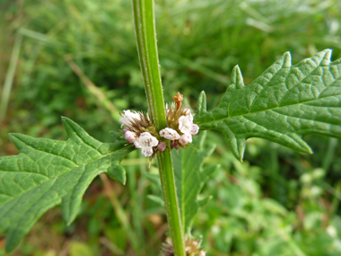 Petites fleurs blanches tachetées de rouge et verticillées à la base des feuilles. Agrandir dans une nouvelle fenêtre (ou onglet)